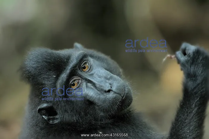 : Celebes Crested Macaque : Celebes Crested Macaque