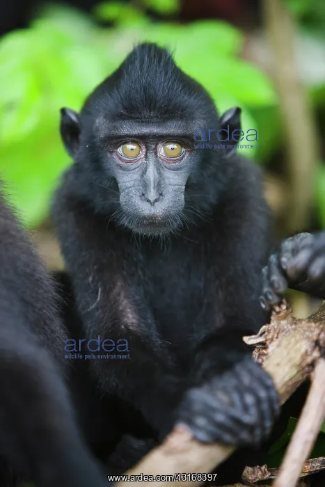: Celebes Crested Macaque : Celebes Crested Macaque