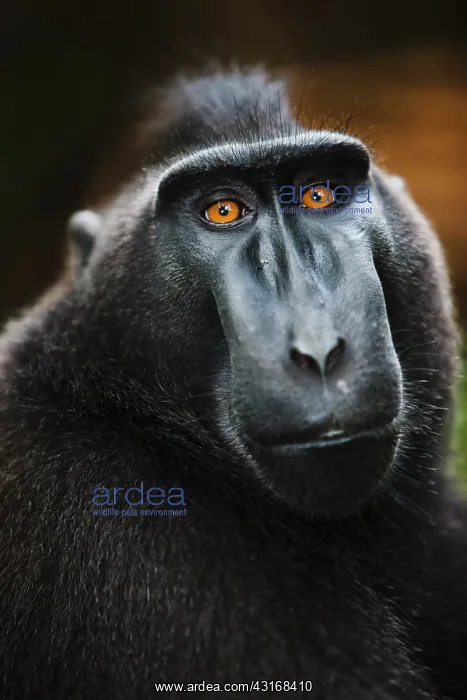 : Celebes Crested Macaque : Celebes Crested Macaque