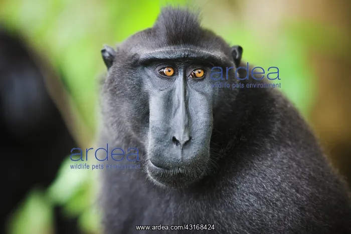 : Celebes Crested Macaque : Celebes Crested Macaque