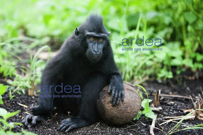 : Celebes Crested Macaque : Celebes Crested Macaque