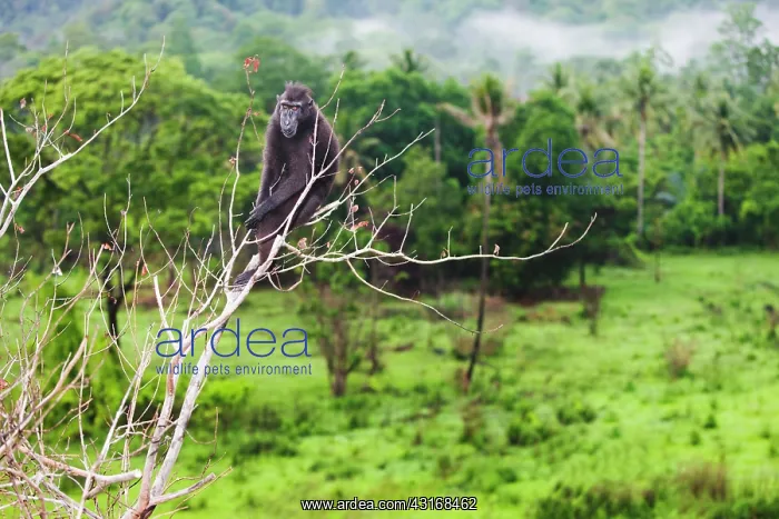 : Celebes Crested Macaque : Celebes Crested Macaque