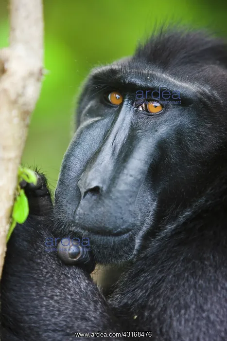 : Celebes Crested Macaque : Celebes Crested Macaque