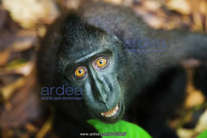: Celebes Crested Macaque : Celebes Crested Macaque