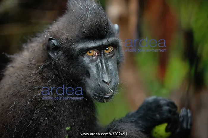 : Celebes Crested Macaque : Celebes Crested Macaque
