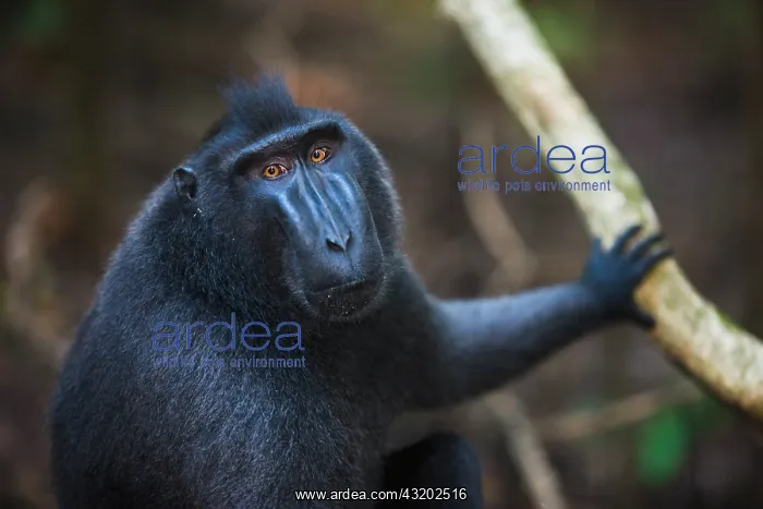 : Celebes Crested Macaque : Celebes Crested Macaque