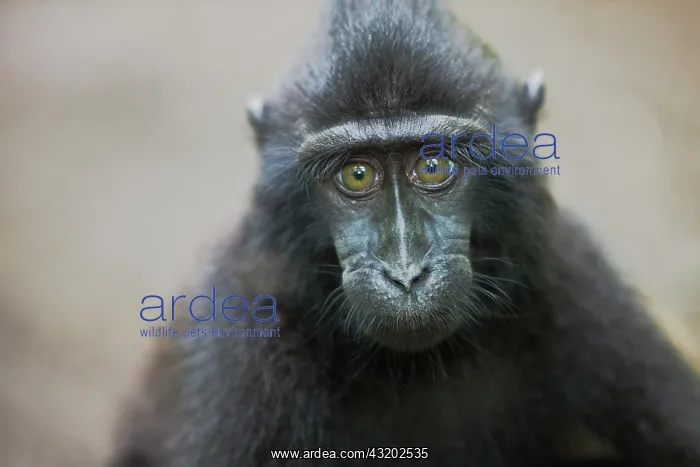 : Celebes Crested Macaque : Celebes Crested Macaque