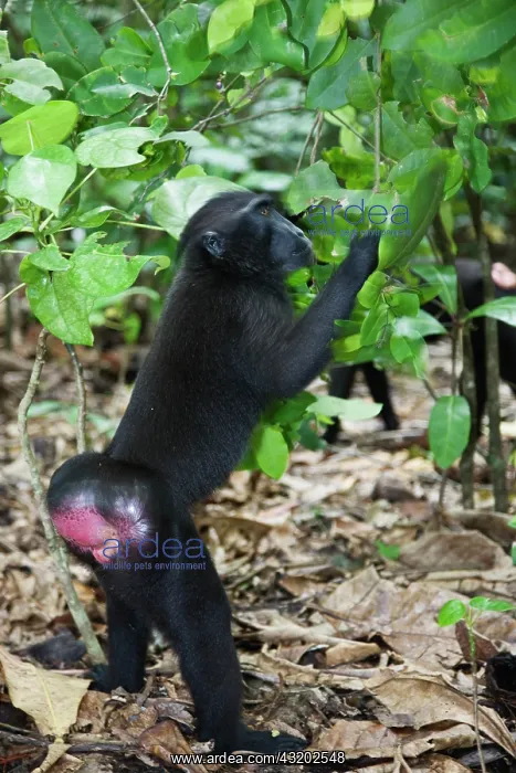 : Celebes Crested Macaque : Celebes Crested Macaque