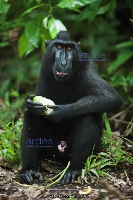 : Celebes Crested Macaque : Celebes Crested Macaque