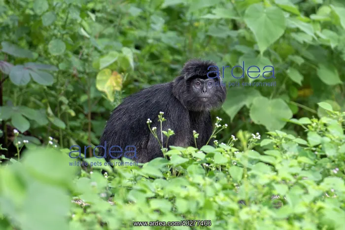 : Celebes Crested Macaque by bushes - Critically Endangered - : Celebes Crested Macaque by bushes - Critically Endangered -