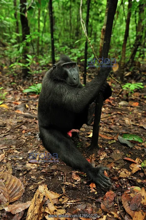 : Celebes Crested Macaque / Crested Black Macaque : Celebes Crested Macaque / Crested Black Macaque