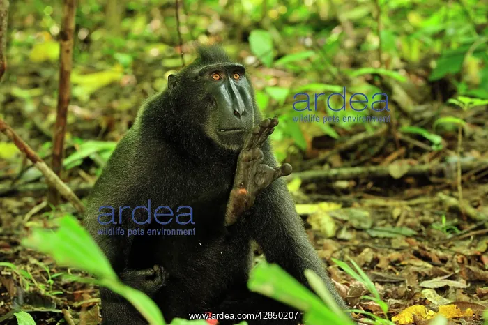 : Celebes Crested Macaque / Crested Black Macaque : Celebes Crested Macaque / Crested Black Macaque