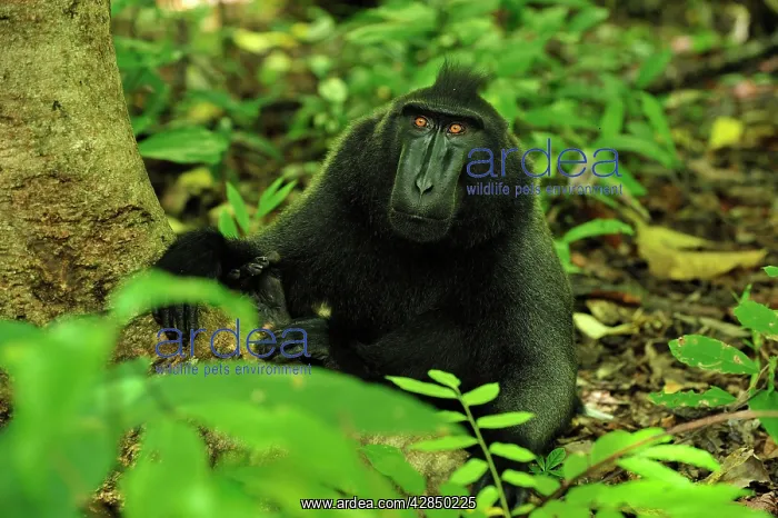 : Celebes Crested Macaque / Crested Black Macaque : Celebes Crested Macaque / Crested Black Macaque