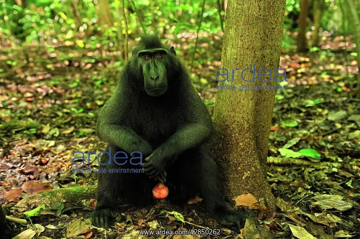 : Celebes Crested Macaque / Crested Black Macaque : Celebes Crested Macaque / Crested Black Macaque