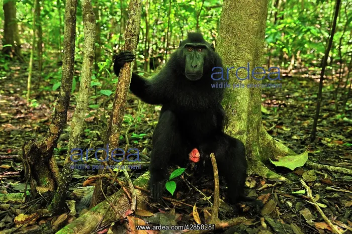 : Celebes Crested Macaque / Crested Black Macaque : Celebes Crested Macaque / Crested Black Macaque