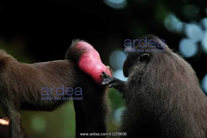  : Celebes Crested Macaque  /  Crested Black Macaque