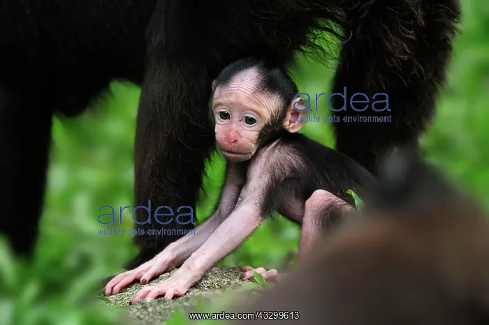 : Celebes Crested Macaque / Crested Black Macaque : Celebes Crested Macaque / Crested Black Macaque