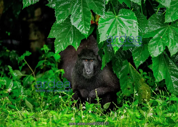 : Celebes crested macaque (Macaca nigra) is sittin : Celebes crested macaque (Macaca nigra) is sittin