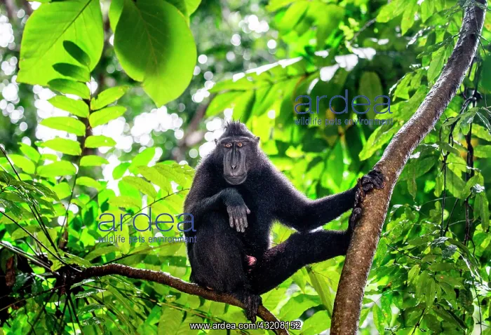 : Celebes crested macaque (Macaca nigra) is sittin : Celebes crested macaque (Macaca nigra) is sittin