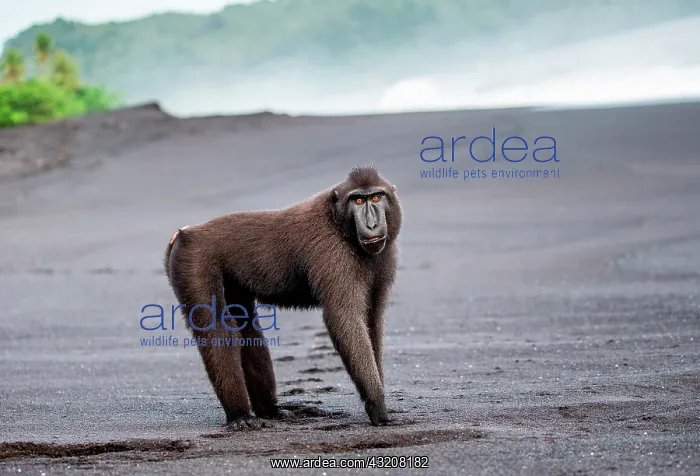 : Celebes crested macaque (Macaca nigra) is standi : Celebes crested macaque (Macaca nigra) is standi