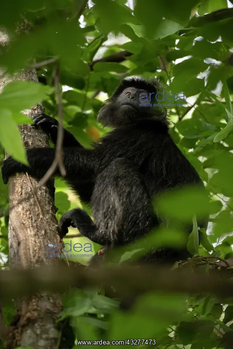 : Celebes Crested Macaque in tree - Critically Endangered - We : Celebes Crested Macaque in tree - Critically Endangered - We
