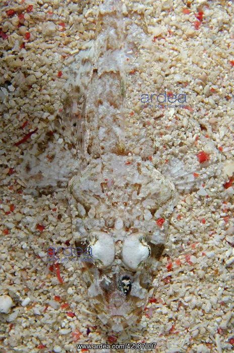 : Celebes Flathead - Murex House Reef dive site : Celebes Flathead - Murex House Reef dive site