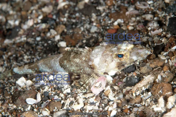 : Celebes Flathead during night dive : Celebes Flathead during night dive