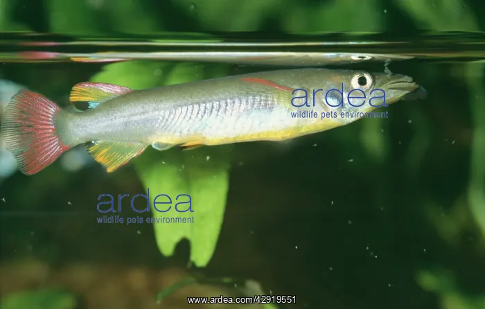 : Celebes Halfbeak - Near surface : Celebes Halfbeak - Near surface
