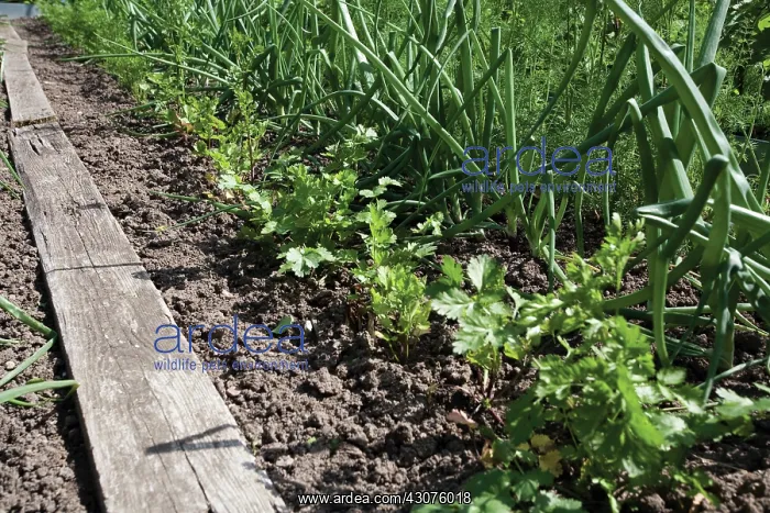 : Celeriac, Apium graveolens rapaceum : Celeriac, Apium graveolens rapaceum