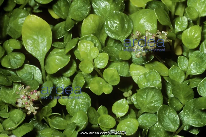 : Celery (Naufraga balearica). Balearic Islands, Endemic : Celery (Naufraga balearica). Balearic Islands, Endemic