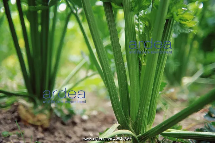: Celery, Apium graveolens : Celery, Apium graveolens