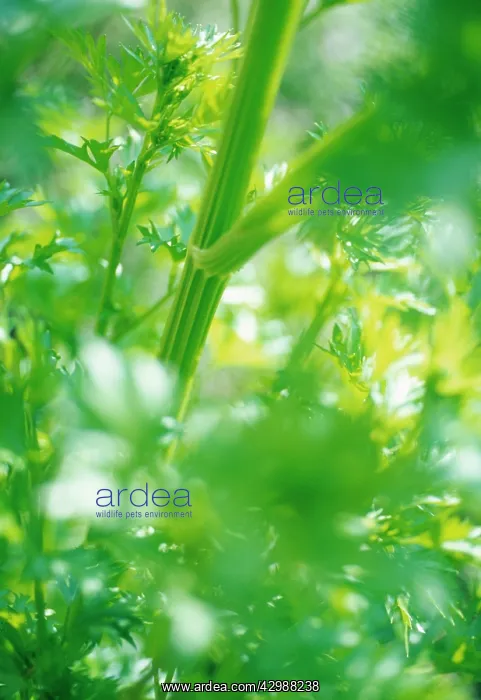 : Celery, Apium graveolens : Celery, Apium graveolens