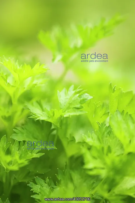 : Celery, Thai celery, Apium graveolens linn : Celery, Thai celery, Apium graveolens linn