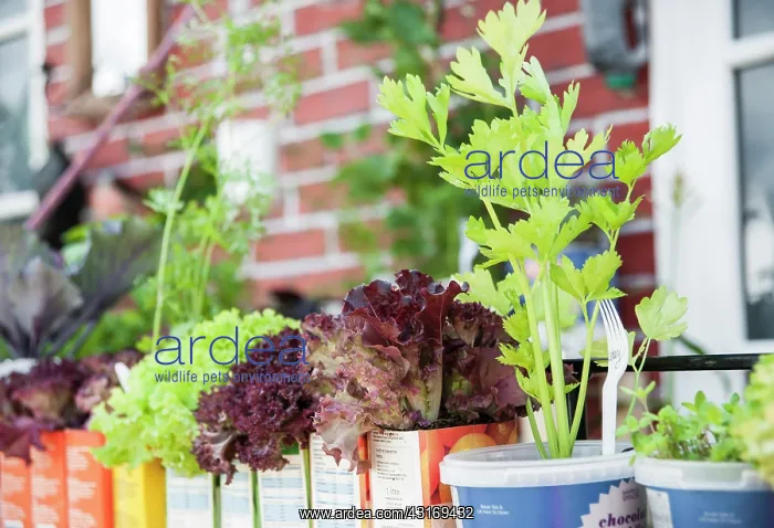 : Celery, Apium graveolens cultivar growing with Lettuce : Celery, Apium graveolens cultivar growing with Lettuce