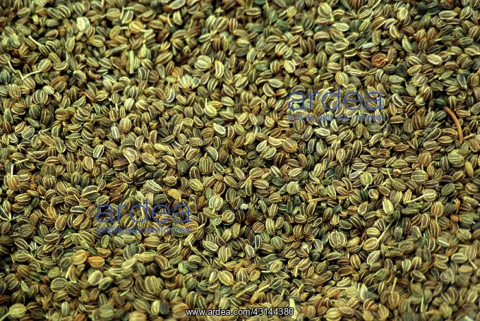 : Celery Seeds : Celery Seeds