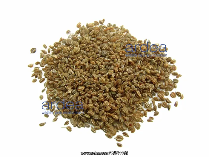 : Celery Seeds : Celery Seeds