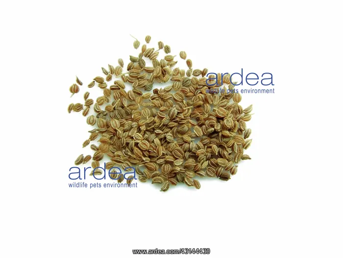 : Celery Seeds : Celery Seeds