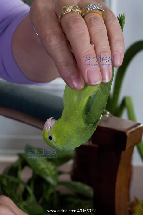 : Celestial or Pacific Parrotlet : Celestial or Pacific Parrotlet