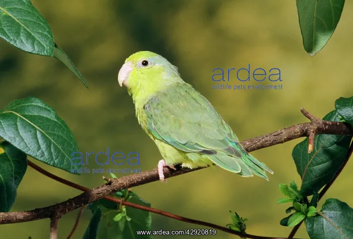 : Celestial Parrotlet : Celestial Parrotlet