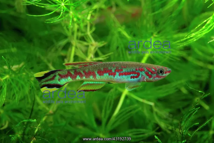 : Celiae Killifish (Aphyosemion celiae) male in aquarium : Celiae Killifish (Aphyosemion celiae) male in aquarium