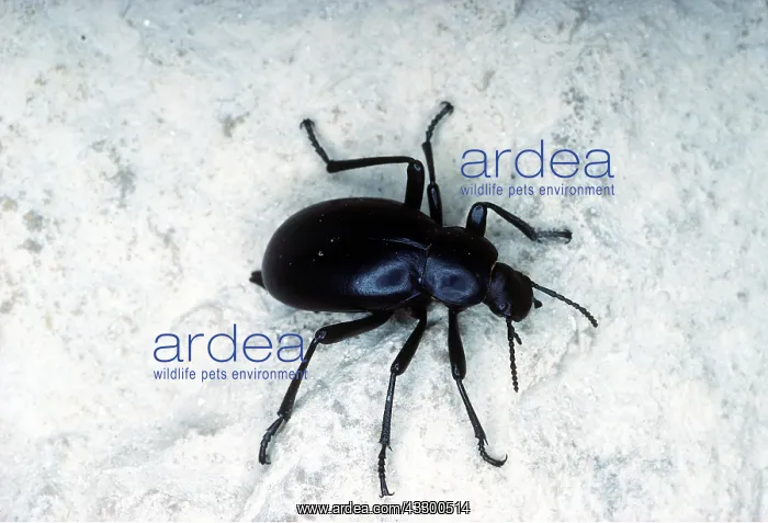  : CELLAR BEETLE