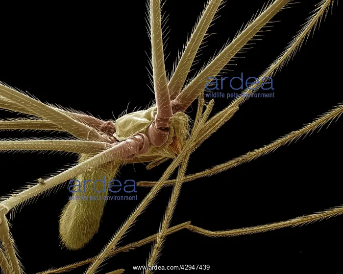 : Cellar or 'Daddy-long-legsI Spider : Cellar or 'Daddy-long-legsI Spider