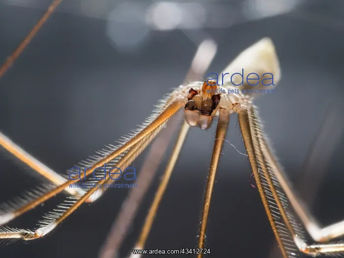 : Cellar Spider - face on- UK : Cellar Spider - face on- UK