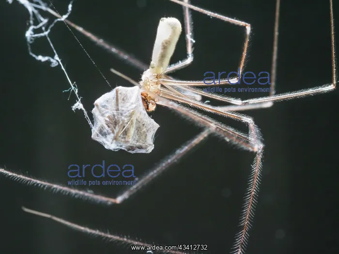 : Cellar Spider - feeding on house spider - UK : Cellar Spider - feeding on house spider - UK