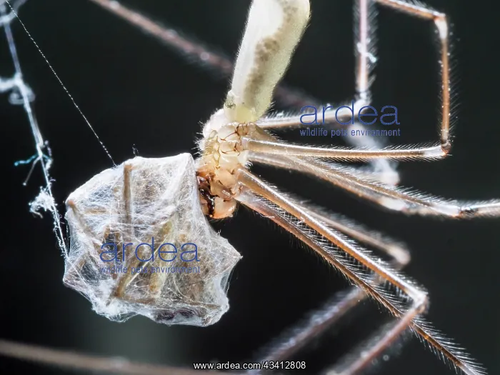  : Cellar Spider - feeding on house spider- UK