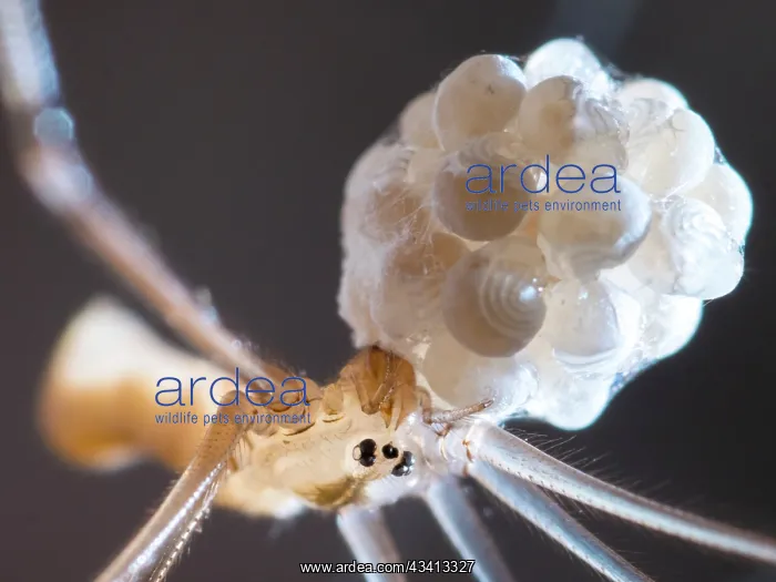 : Cellar Spider - female with eggs - spiderlings legs visible : Cellar Spider - female with eggs - spiderlings legs visible