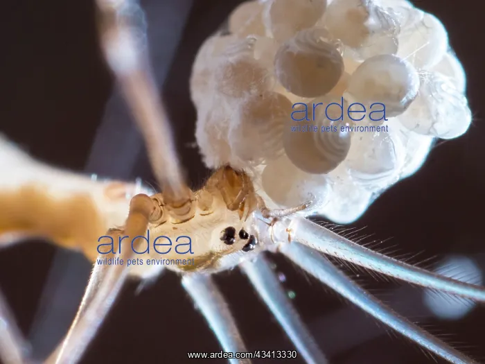 : Cellar Spider - female with eggs - spiderlings legs visible : Cellar Spider - female with eggs - spiderlings legs visible