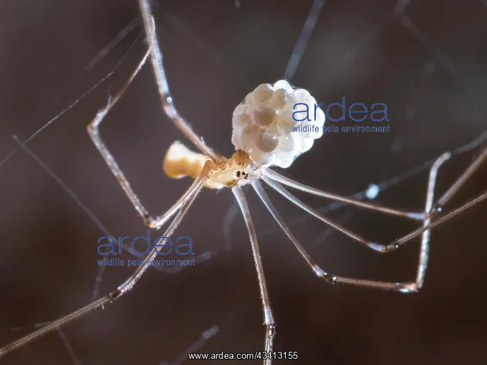 : Cellar Spider - female with eggs - UK : Cellar Spider - female with eggs - UK