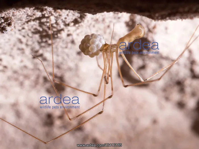 : Cellar Spider - female with eggs - UK : Cellar Spider - female with eggs - UK