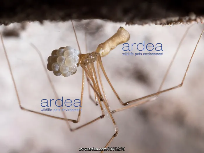 : Cellar Spider - female with eggs - UK : Cellar Spider - female with eggs - UK